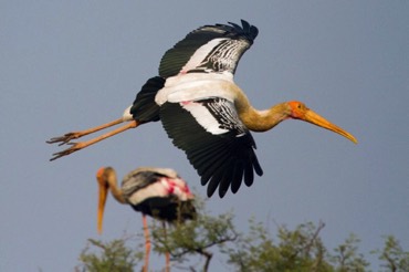 Painted stork  